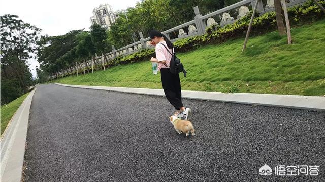 柯基狗的视频:养一只柯基需要什么条件，日常开销要多少？