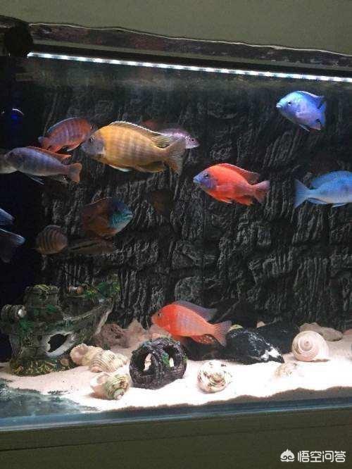 热带观赏鱼图片:你们都是在哪买的买热带鱼？