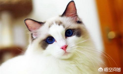 头条问答 夏季养猫 有什么注意事项吗 3个回答