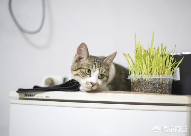 母猫绝育后大小便去猫砂盆吗:母猫做完绝育手术总是待在猫砂盆 猫咪会用猫砂为什么还随地大小便？