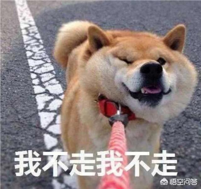 女人爱狗狗pp截图:为什么有些女生喜欢狗狗呢？