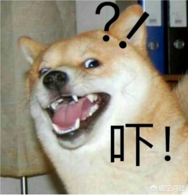 女人爱狗狗pp截图:为什么有些女生喜欢狗狗呢？