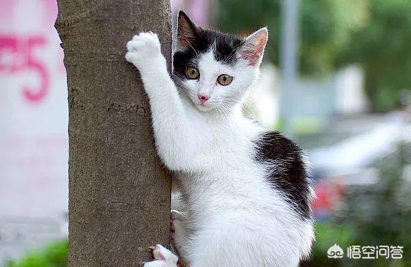 猫为什么怕黄瓜:关于猫咪的冷知识有哪些？