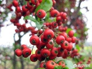 脾胃虚寒的人不宜吃的水果有哪些？