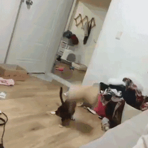 搓手猫卖萌惹人怜:想买一只性格温顺、粘人能随便撸的小猫，有什么推荐吗？
