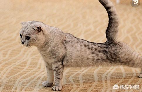 折耳猫遗传病发病率:一千块钱买的蓝猫，怎么是折耳的？好养吗？