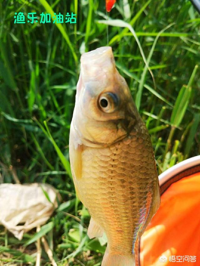 红虫图片:红虫调漂最佳方法图解 野钓时使用蚯蚓或红虫钓鱼，浮漂如何调钓更得心应手？