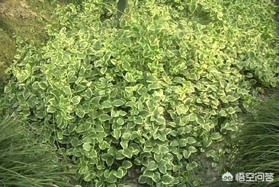 花叶蔓长春花:花叶蔓长春图片 长春蔓可以盆栽吗，长春蔓盆栽时注意事项有哪些？