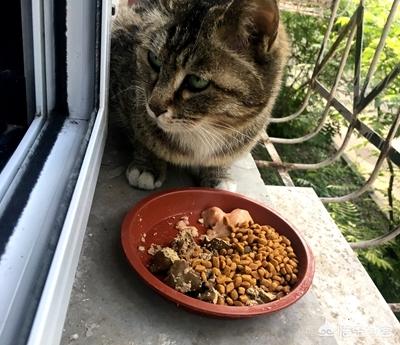 猫咪吃什么,宠物猫最好给它吃什么样的食物？