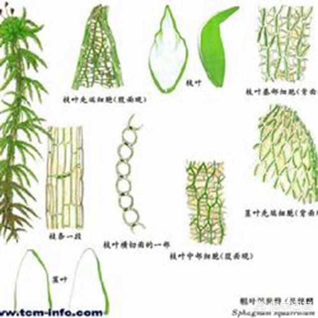 什么是水苔 头条问答