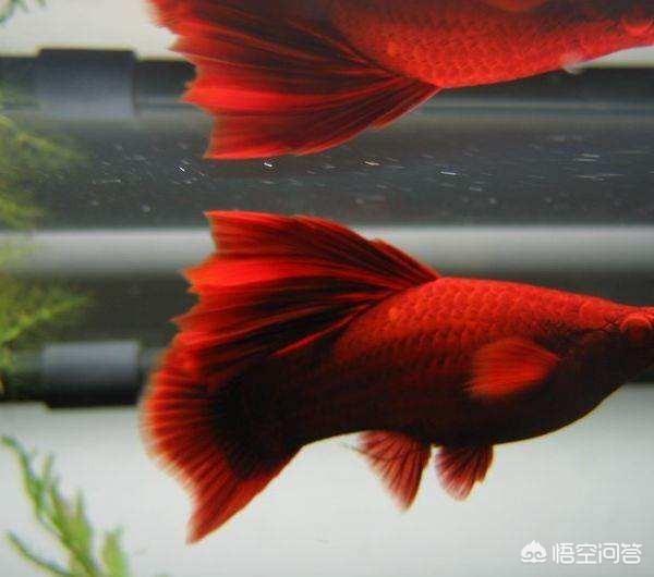 剑尾鱼:红剑鱼雌性鱼突然变为雄性鱼，是为什么，雄鱼能变回雌鱼吗？