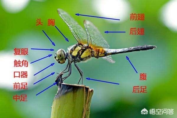 头条问答 是所有昆虫都是六条腿吗 为什么 6个回答