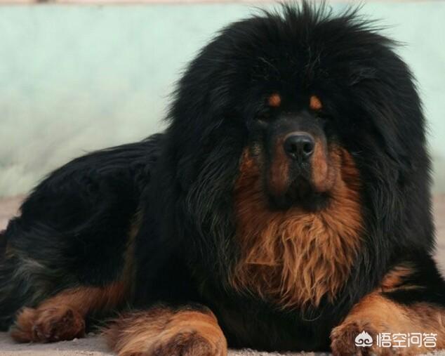 什么狗最忠诚视频:你养过或见过最通人性的狗是什么样的？ 什么狗对主人最忠诚