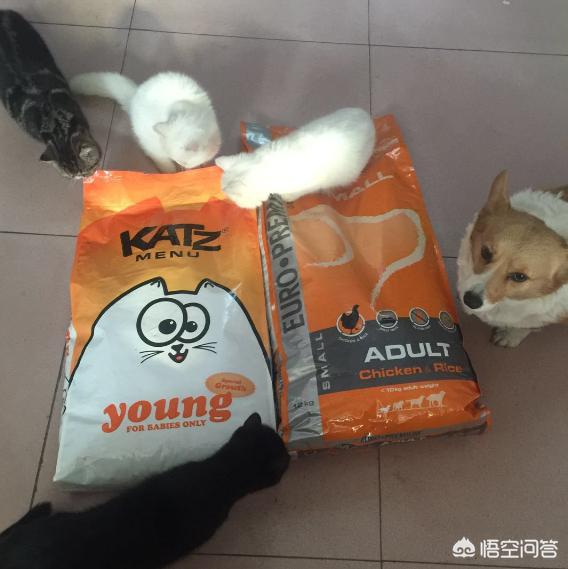 巨贵犬吃什么牌子的狗粮好:什么牌子的贵宾狗粮比较好啊？