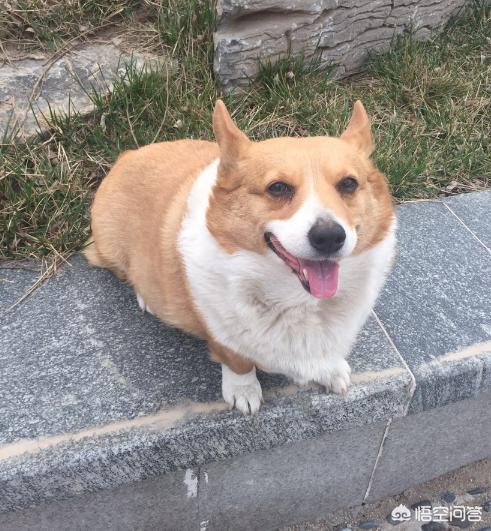 巨贵犬吃什么牌子的狗粮好:什么牌子的贵宾狗粮比较好啊？