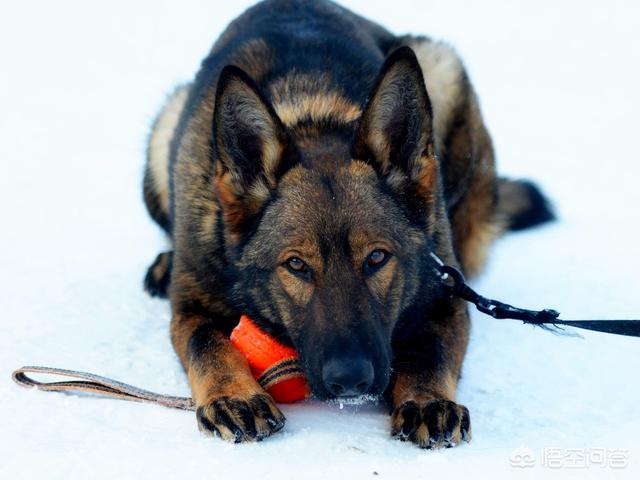 罗威娜狗斗狗视频:罗威纳打得过杜高犬吗？为什么？