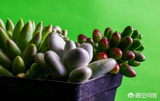 头条问答 多肉的叶子黄了是不是温度的原因 15个回答