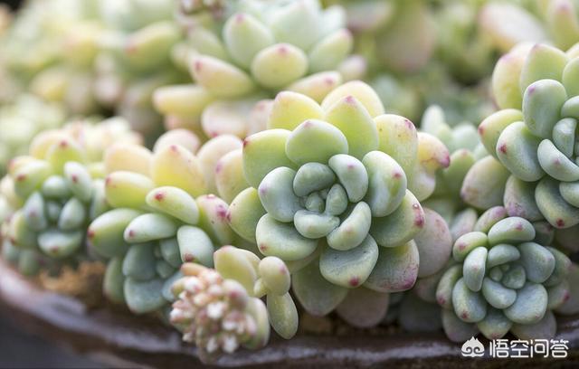 头条问答 多肉的叶子黄了是不是温度的原因 15个回答
