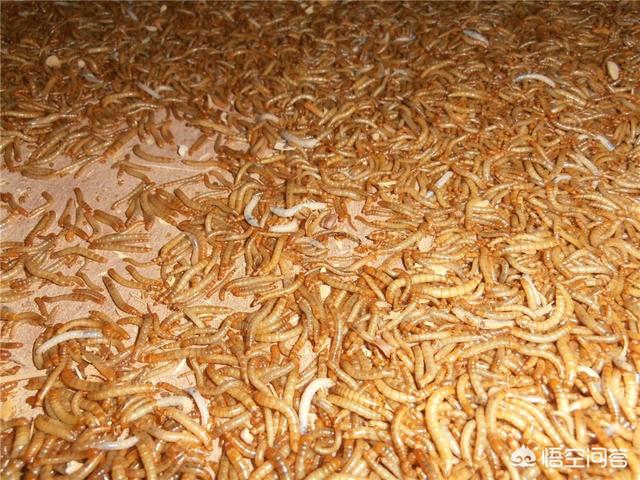 十堰有养黄粉虫的吗:养殖500盘黄粉虫需要多少钱？
