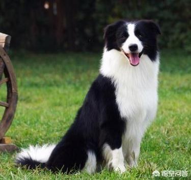 两个月大古牧吃什么狗粮好:两个月的古牧一顿吃多少狗粮 二个月大的边牧除了狗粮还能喂些什么？