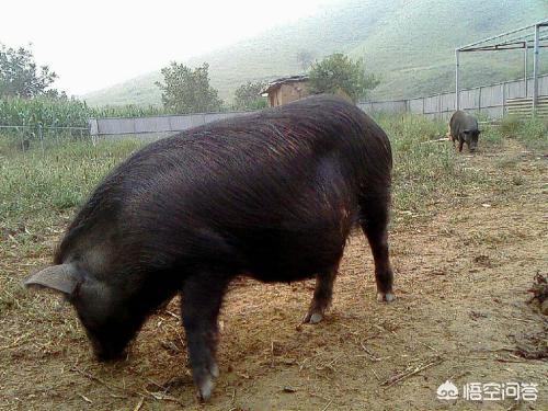 猪身上起红包:七十斤左右的猪全身起红疹是什么原因，怎么治疗？