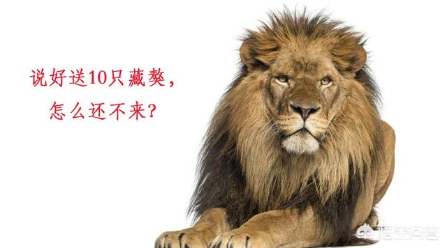 纯种藏獒斗雄狮视频:十只藏獒能打赢一头雄狮吗？