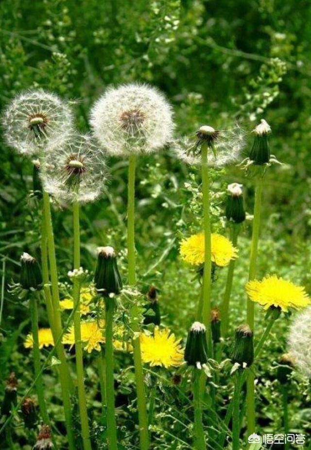 蒲公英的花有什么功效?