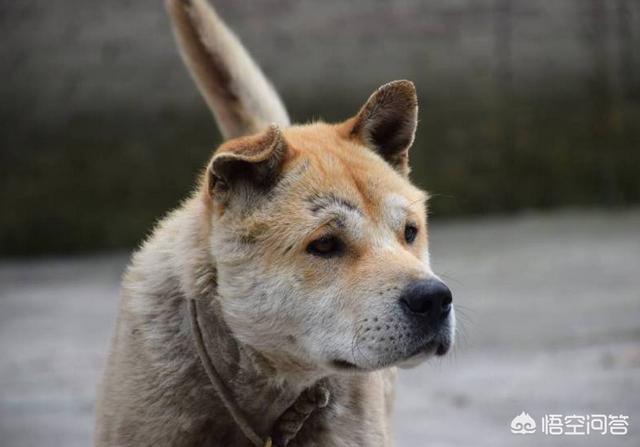 中国土狗和秋田犬性格:如果有机会，你会养一只土狗吗？土狗有哪些品质让你心动？