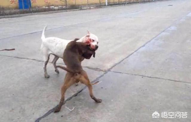 阿根廷杜高咬人吗:杜高犬和比特犬单挑，谁厉害？