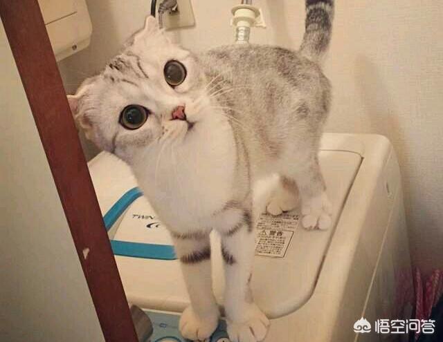 安哥拉猫怕挨打:宠物撒起娇来是什么样的？