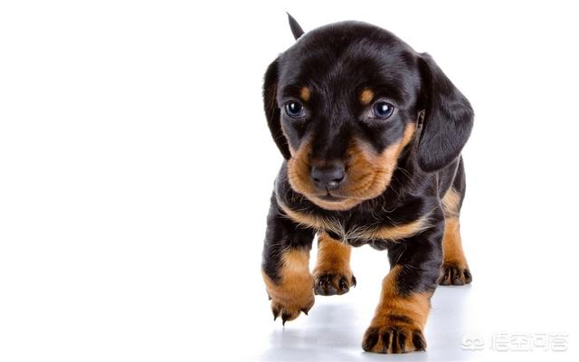 德国腊肠犬的图片大全:养一只腊肠犬是怎样的体验？ 腊肠犬串串图片大全