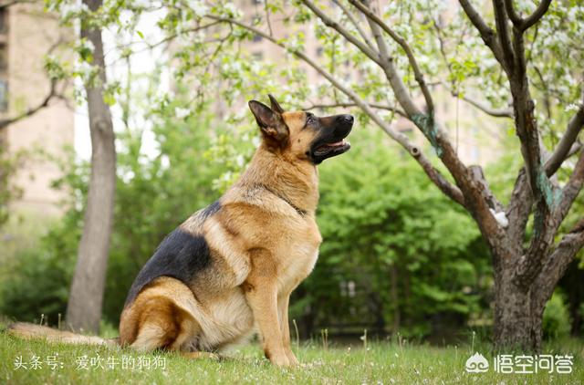 晚上散步或早上晨练的时候,碰到带着大型犬的,而且没狗链,而你又带着孩子,你怕吗？