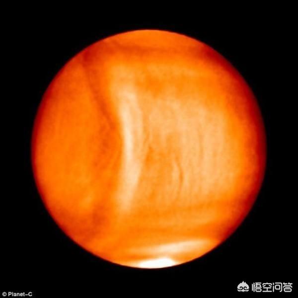 切尔诺贝利巨鼠:电影里的丧尸病毒会成为现实吗
