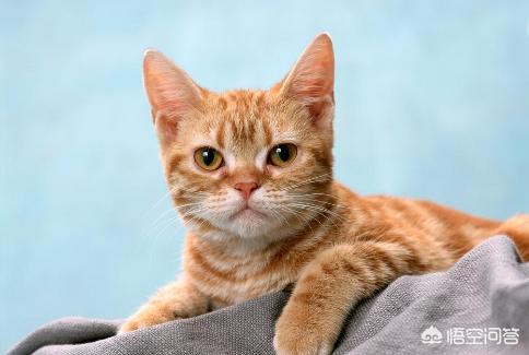 猫咪眼白有血丝:家猫流眼泪是怎么回事？小猫咪流眼泪怎么回事呢？