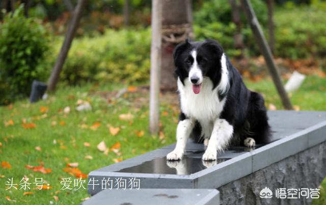 伯恩山犬和边牧:德牧、边牧、金毛、比熊，哪个比较好？