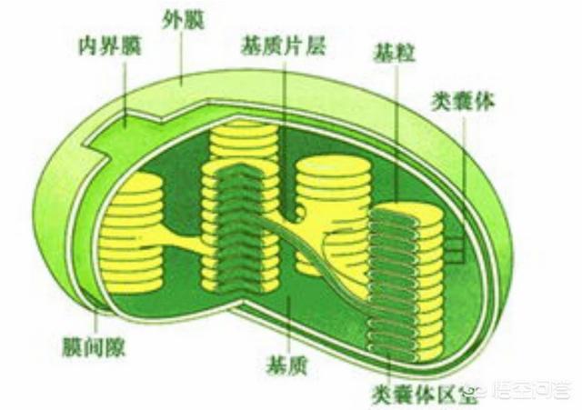 头条问答 - 为什么说线粒体和叶绿体是半自主性细胞器?(2个回答)