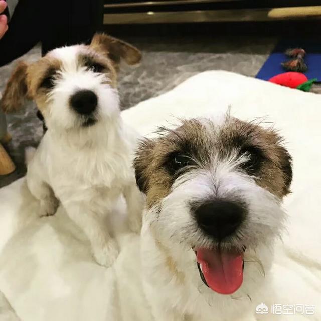 被打狗叫音效:如果发现别人虐狗，我们能做什么去帮助狗狗？