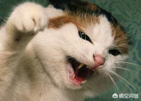 猫爪子:猫咪总是用爪子刨一个地方是怎么回事呢？