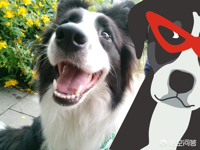 边境犬智商:边牧犬能长多大，世界上最聪明的犬种？