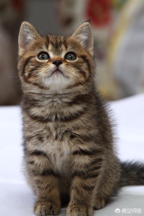可爱的小猫咪教学反思:养猫后，你是越来越爱猫还是慢慢讨厌猫？ 大脾气的小猫咪小班教学反思