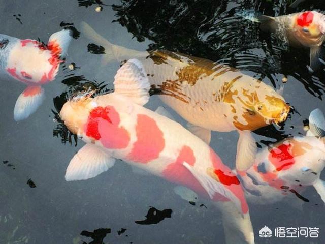 锦鲤能活多久，锦鲤在缸里养，最长可以多久不喂食