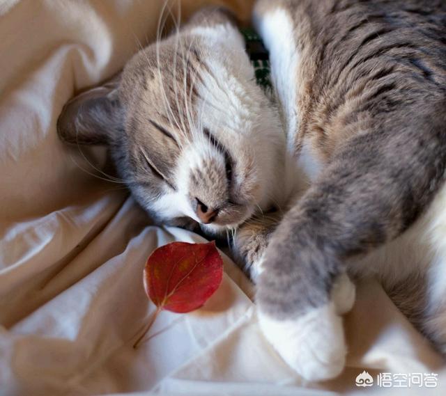 闷猫:闷猫斯基 猫咪为什么总喜欢把桌上的东西推下去？