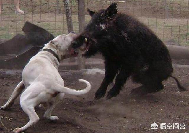 蚌埠杜高犬价格及图片:杜高犬和比特犬单挑，谁厉害？