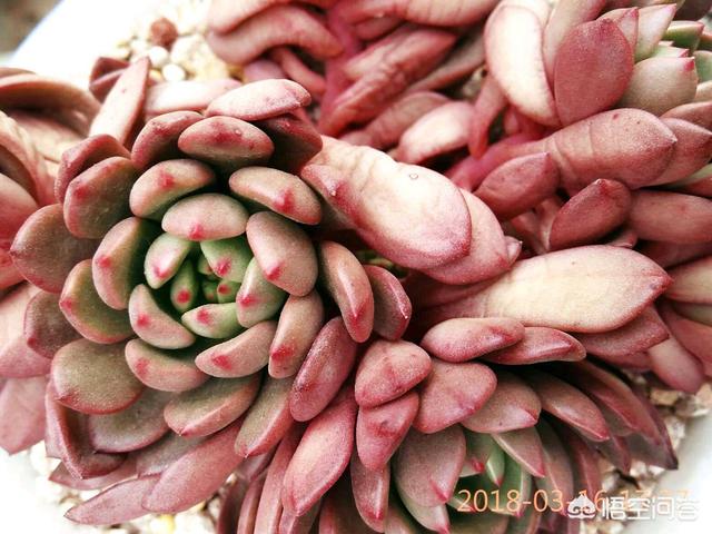 红宝石鱼苗越养越少:多肉红宝石叶片软了，并且向内凹是怎么回事？