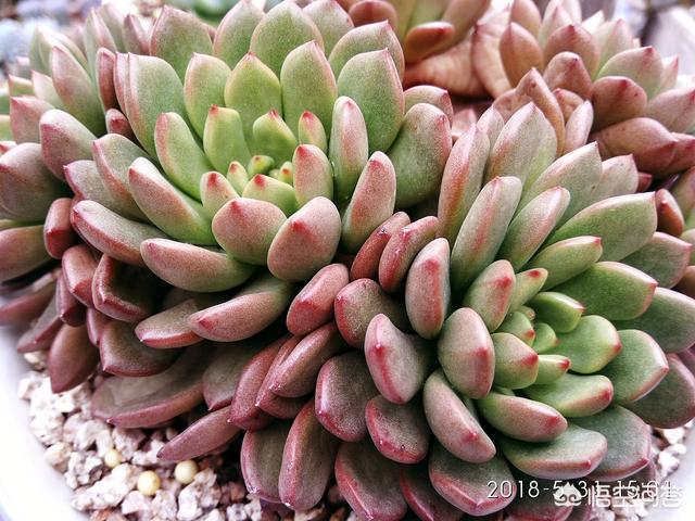 红宝石鱼苗越养越少:多肉红宝石叶片软了，并且向内凹是怎么回事？