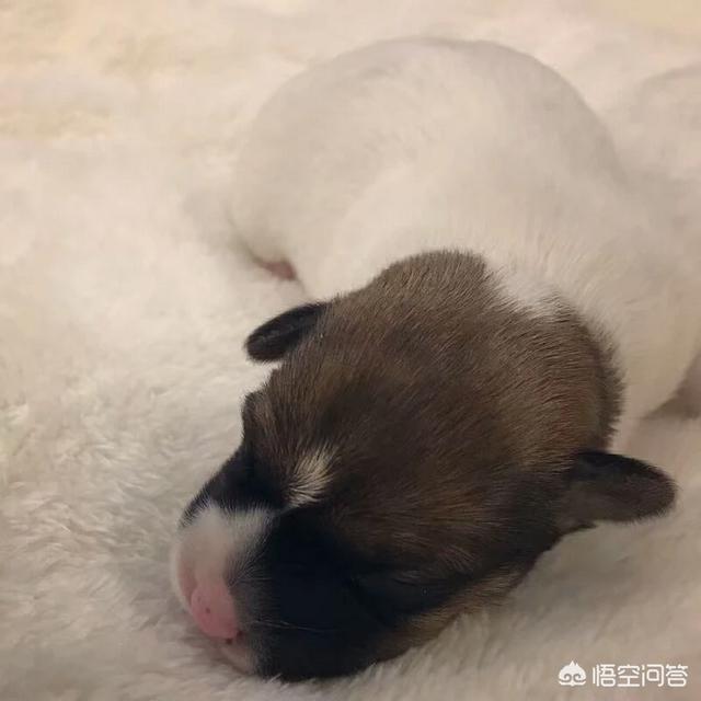 狗打了疫苗后多久可以洗澡吗:狗狗一定要打完三针疫苗之后才能出去和洗澡吗？