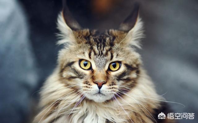 猫咪眼白有血丝:家猫流眼泪是怎么回事？小猫咪流眼泪怎么回事呢？