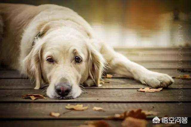 东非猎犬生病怎么办:狗狗能闻出血液中的癌症，准确率还高达97%？是真的吗？ 东非猎犬的优缺点