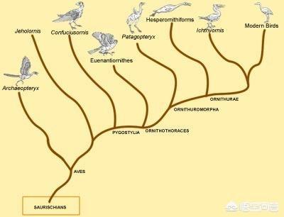 鸟的祖先图片:古生物学家推测鸟类的起源是什么？