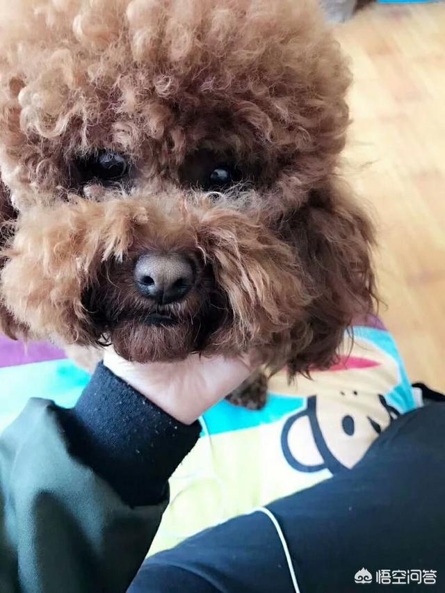 被打狗叫音效:如果发现别人虐狗，我们能做什么去帮助狗狗？